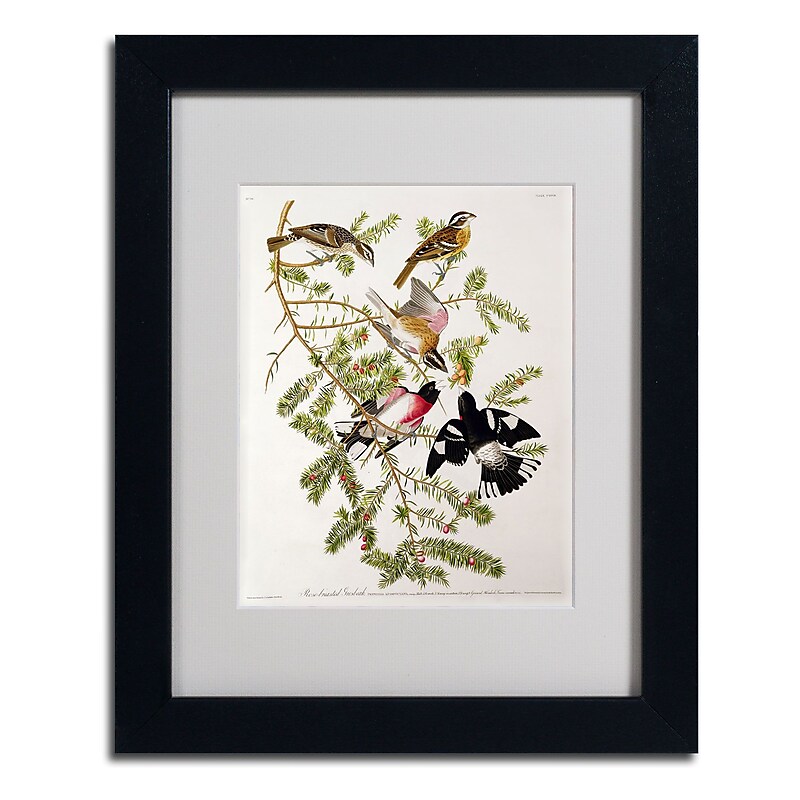 Trademark Fine Art 'Rose-Breasted Grosbeak' 11" x 14" Black Frame Art image 1