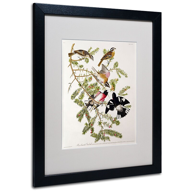 Trademark Fine Art 'Rose-Breasted Grosbeak' 16" x 20" Black Frame Art image 1