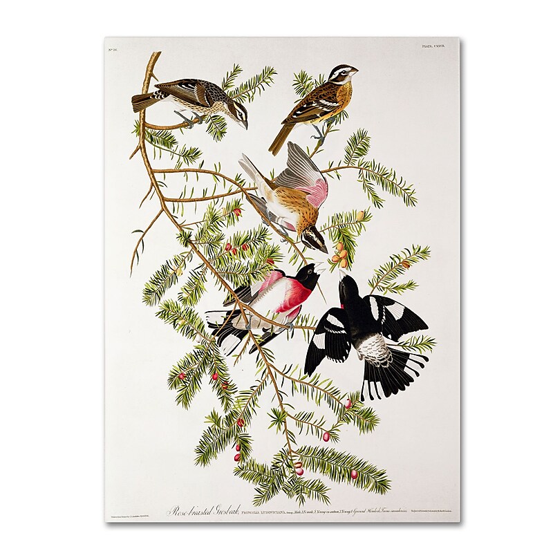 Trademark Fine Art 'Rose-Breasted Grosbeak' 14" x 19" Canvas Art image 1