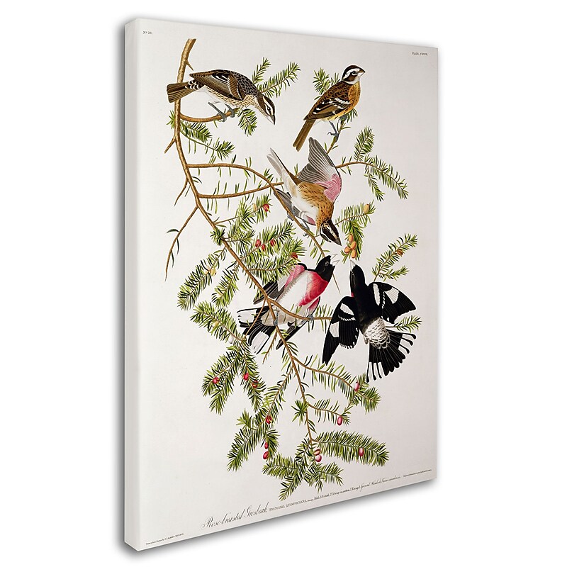 Trademark Fine Art 'Rose-Breasted Grosbeak' 18" x 24" Canvas Art image 1