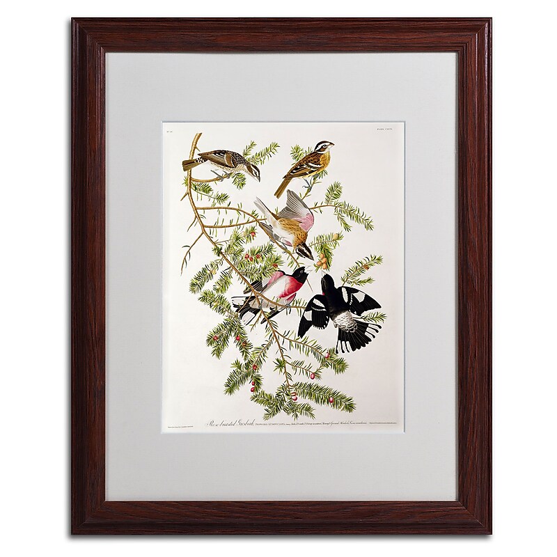 Trademark Fine Art 'Rose-Breasted Grosbeak' 16" x 20" Wood Frame Art image 1
