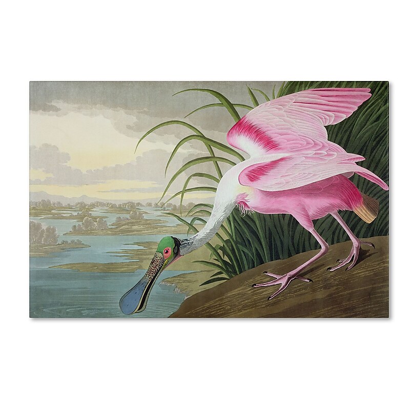 Trademark Fine Art 'Roseate Spoonbill' 16" x 24" Canvas Art image 1