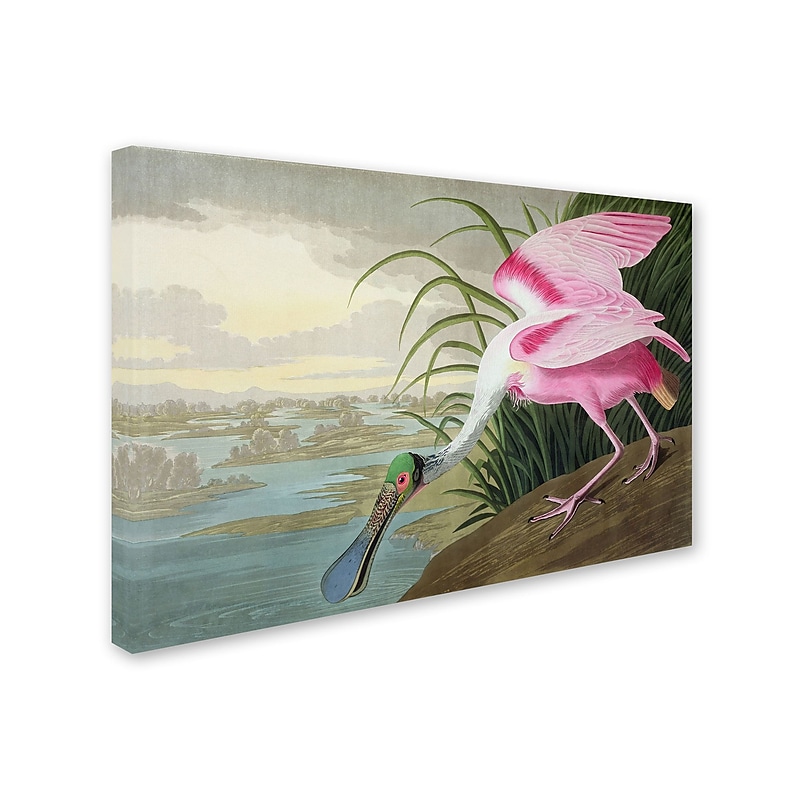 Trademark Fine Art 'Roseate Spoonbill' 22" x 32" Canvas Art image 1