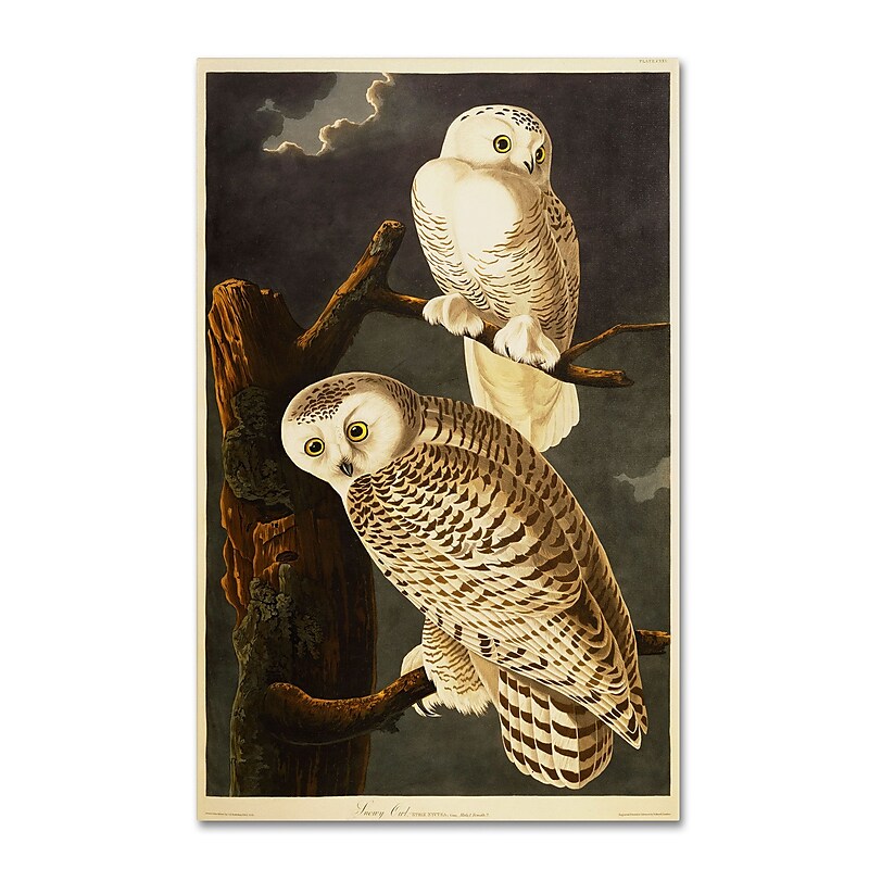 Trademark Fine Art 'Snowy Owl' 22" x 32" Canvas Art image 1