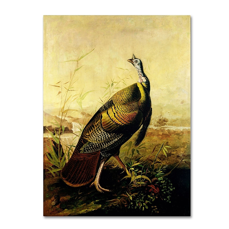 Trademark Fine Art 'American Wild Turkey Cock' 24" x 32" Canvas Art image 1