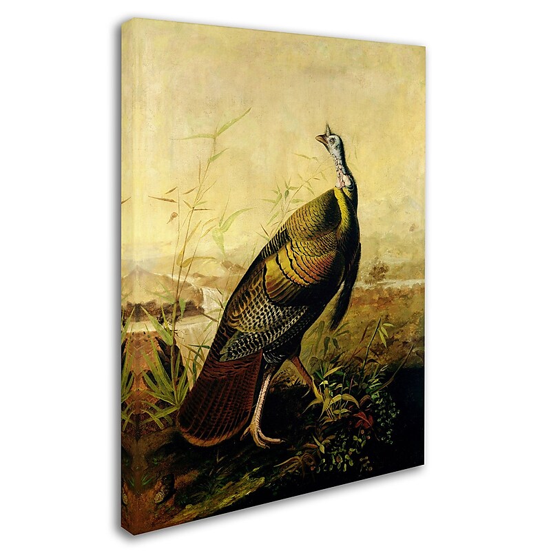 Trademark Fine Art 'American Wild Turkey Cock' 14" x 19" Canvas Art image 1