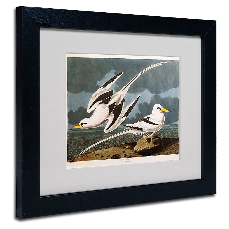 Trademark Fine Art 'Tropic Bird' 11" x 14" Black Frame Art image 1