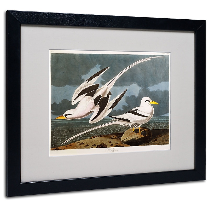 Trademark Fine Art 'Tropic Bird' 16" x 20" Black Frame Art image 1