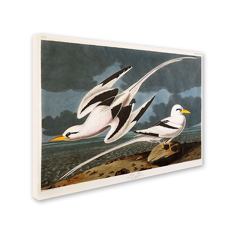 Trademark Fine Art 'Tropic Bird' 14" x 19" Canvas Art image 1
