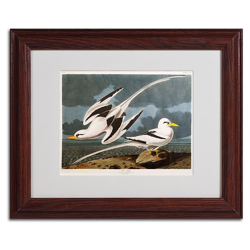 Trademark Fine Art 'Tropic Bird' 11" x 14" Wood Frame Art image 1