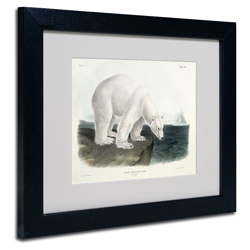 Trademark Fine Art 'Ursus Maritimus Polar Bear' 11" x 14" Black Frame Art image 1