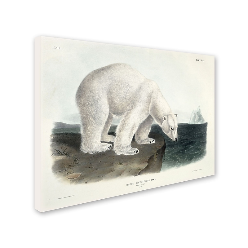 Trademark Fine Art 'Ursus Maritimus Polar Bear' 18" x 24" Canvas Art image 1