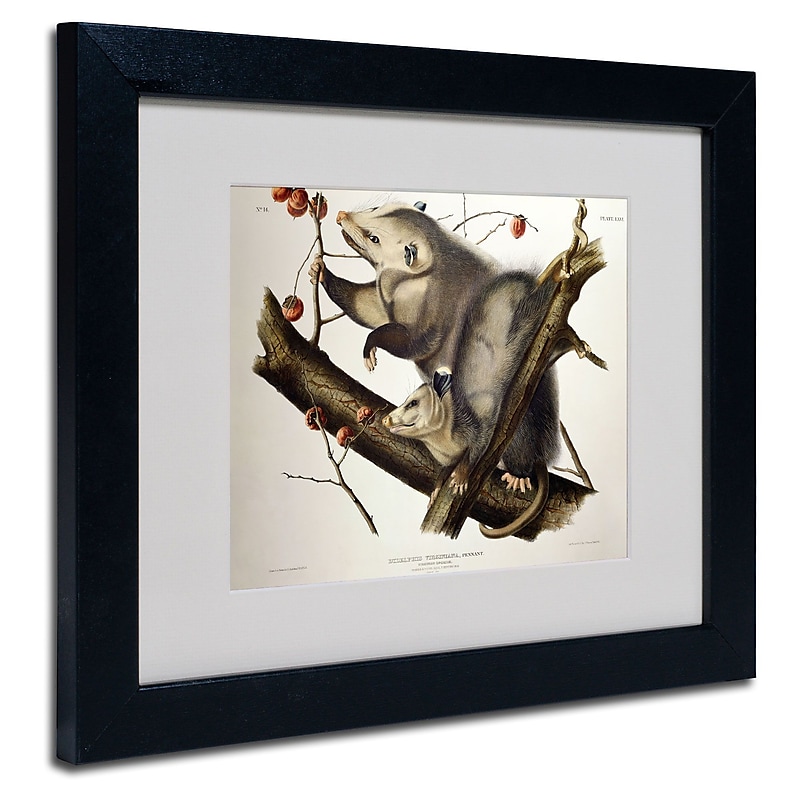 Trademark Fine Art 'Virginian Opossum' 11" x 14" Black Frame Art image 1