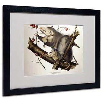 Trademark Fine Art 'Virginian Opossum' 16" x 20" Black Frame Art
