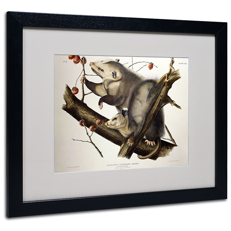 Trademark Fine Art 'Virginian Opossum' 16" x 20" Black Frame Art image 1