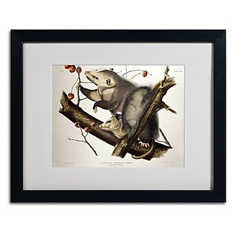 Trademark Fine Art 'Virginian Opossum' 16" x 20" Black Frame Art