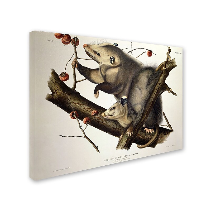 Trademark Fine Art 'Virginian Opossum' 14" x 19" Canvas Art image 1