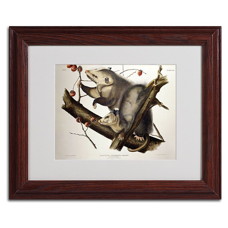 Trademark Fine Art 'Virginian Opossum' 11" x 14" Wood Frame Art image 1