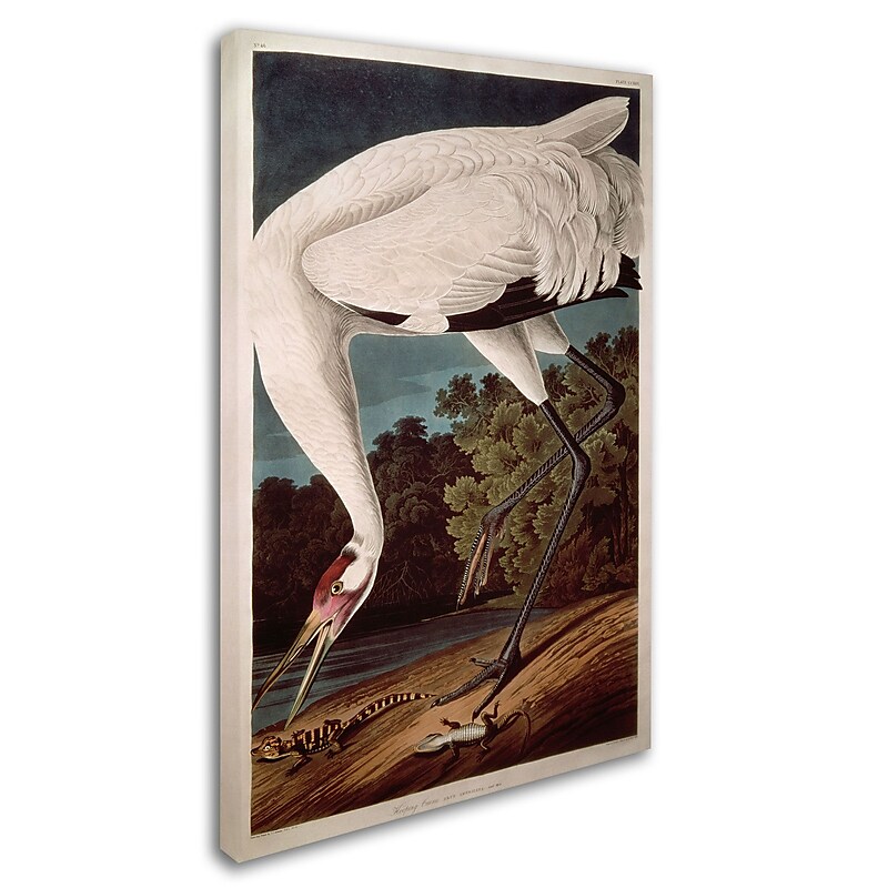 Trademark Fine Art 'Whooping Crane' 16" x 24" Canvas Art image 1