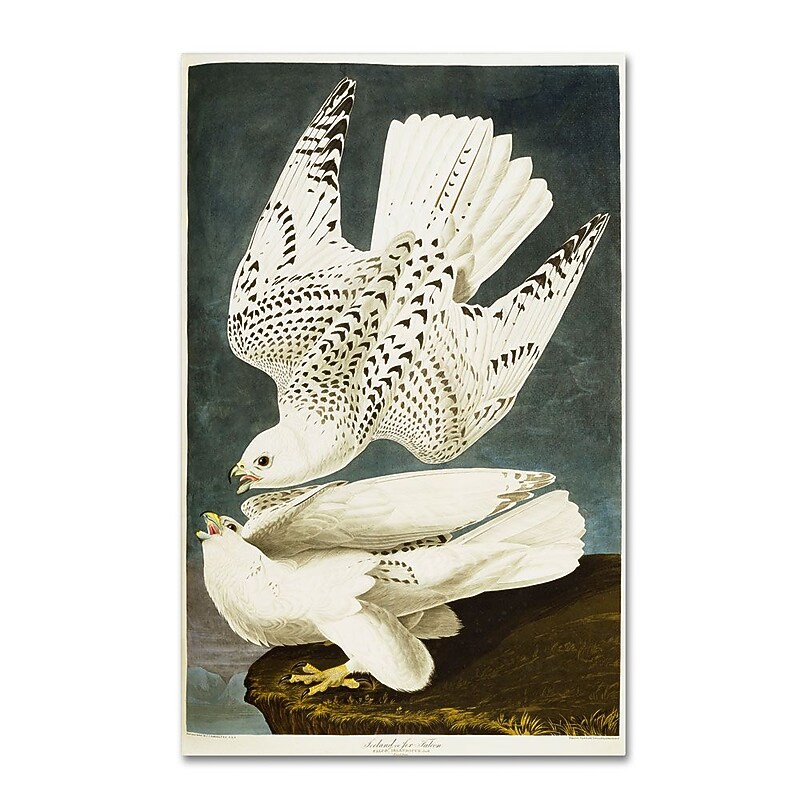 Trademark Fine Art 12" x 19" Hidden Wooden Frame Iceland or Jer Falcon image 1