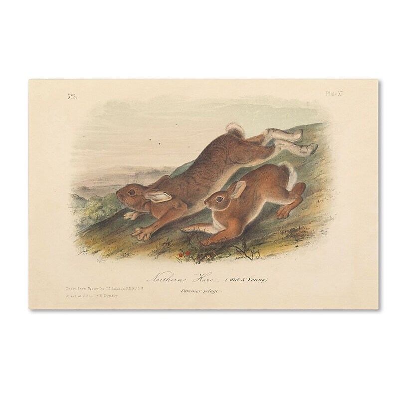 Trademark Fine Art 12" x 19" Wooden Frame Northen Hare image 1