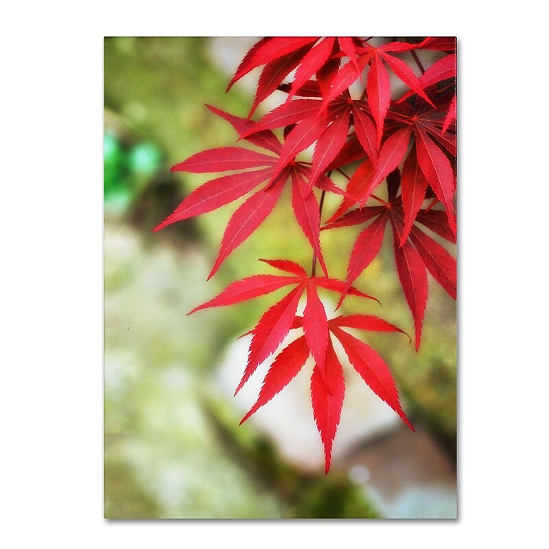Trademark Fine Art 12" x 19" Hidden Wooden Frame Japanese Maple image 1