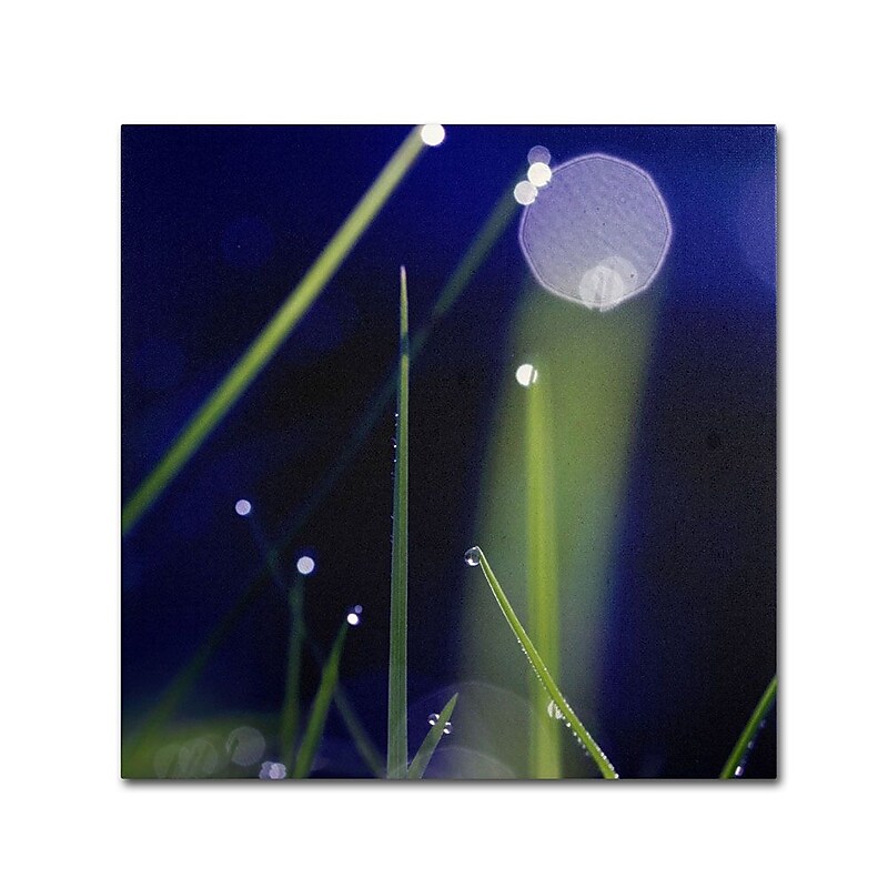 Trademark Fine Art 14" x 14" Wooden Frame In The Night Garden image 1