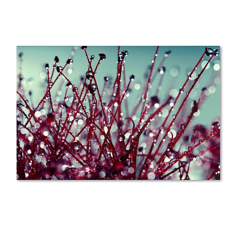 Trademark Fine Art 16" x 24" Wooden Frame Gallery Wrapped Art image 1
