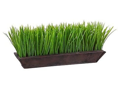 Grass