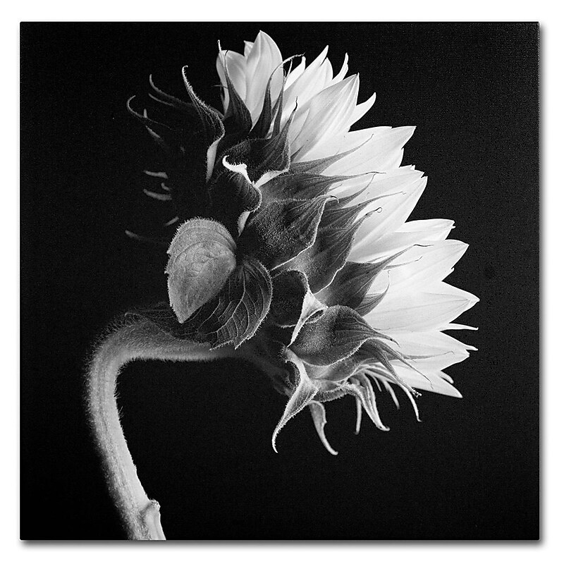 Trademark Fine Art 'Sunflower' 18" x 18" Canvas Art image 1