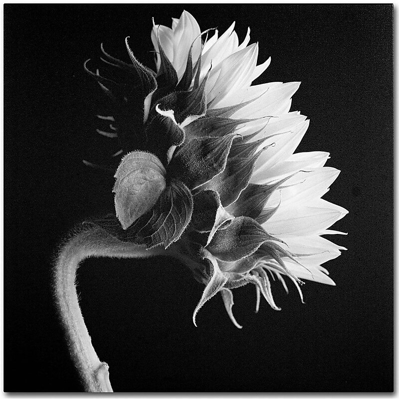 Trademark Fine Art 'Sunflower' 14" x 14" Canvas Art image 1