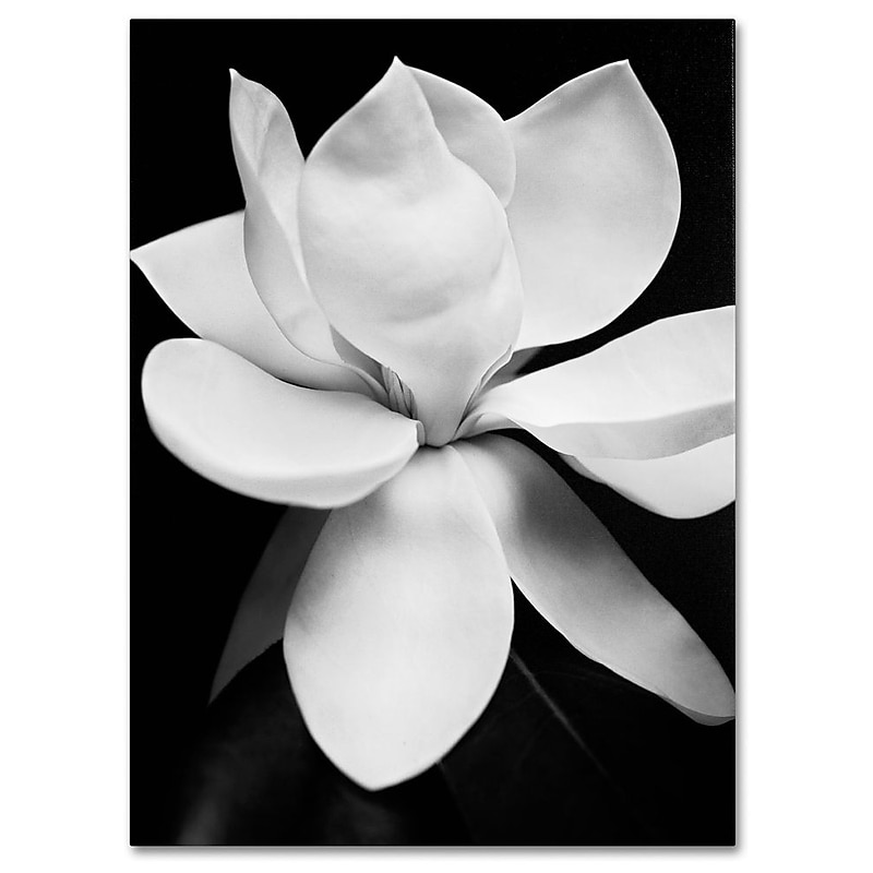 Trademark Fine Art 'Magnolia' 35" x 47" Canvas Art image 1