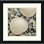 Amanti Art "Aquatic 2" Framed Art by Alan Blaustein~#|#~m001280156_sc7