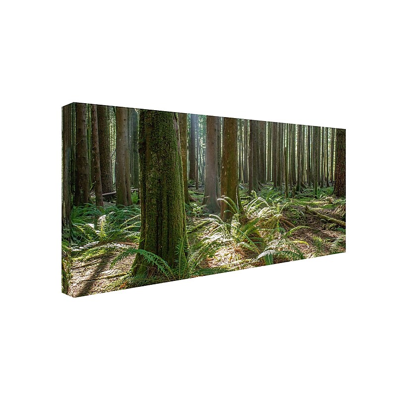 Trademark Pierre Leclerc "Forest" Gallery-Wrapped Canvas Art, 24" x 47" image 1