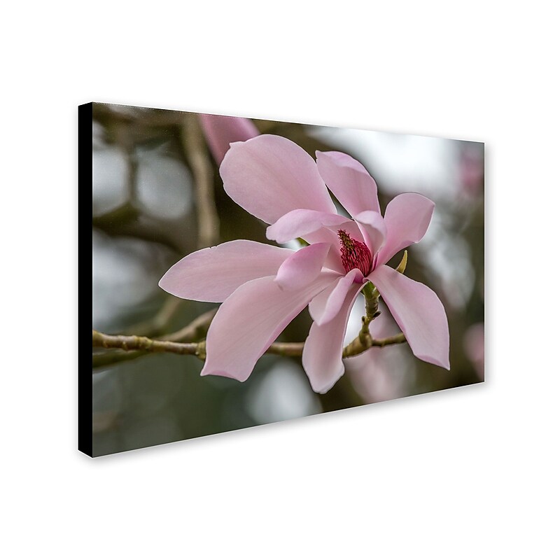 Trademark Pierre Leclerc "Magnolia" Gallery-Wrapped Canvas Art, 30" x 47" image 1