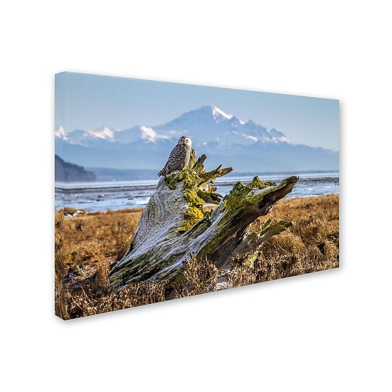 Trademark Pierre Leclerc "Snowy Owl" Gallery-Wrapped Canvas Art, 12" x 19" image 1