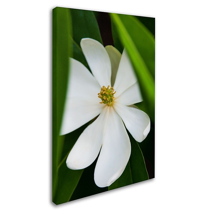 Trademark Kurt Shaffer "Magnolia" Gallery-Wrapped Canvas Art, 16" x 24" image 1
