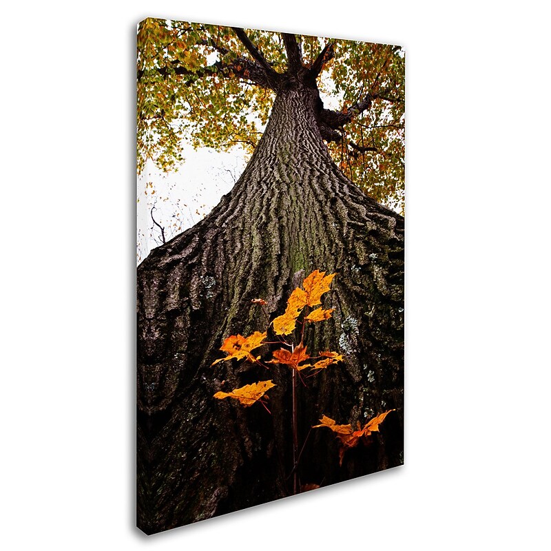 Trademark Kurt Shaffer "Mighty Maple and Sapling" Gallery-Wrapped Canvas Art, 22" x 32" image 1
