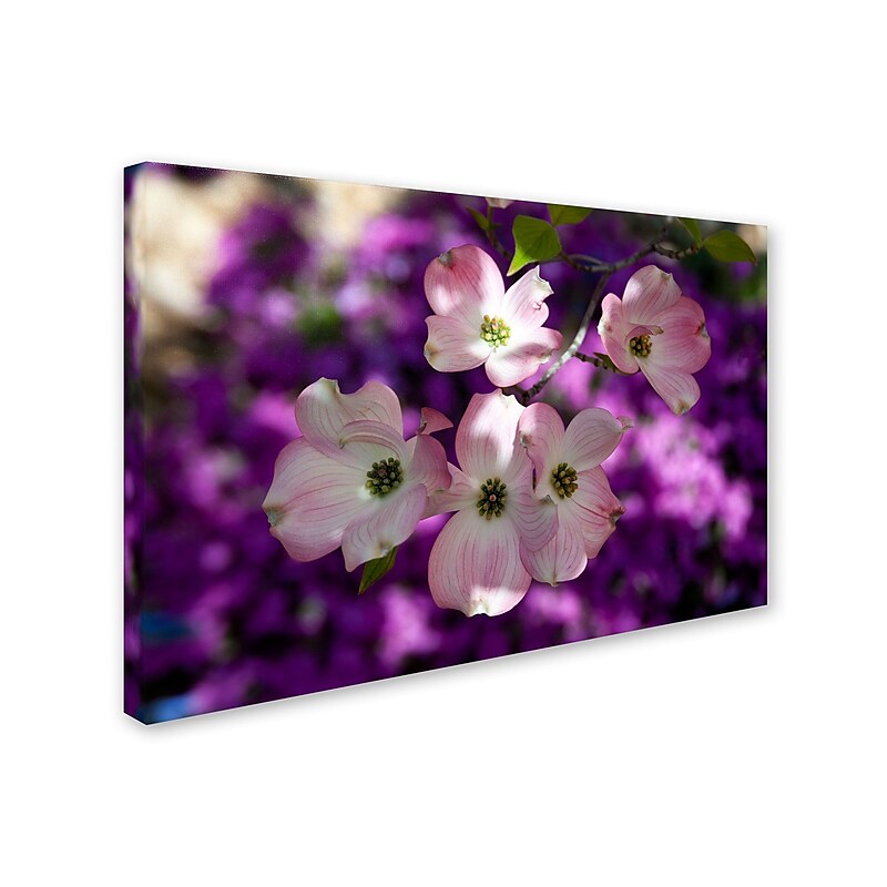 Trademark Kurt Shaffer "Pink Dogwood" Gallery-Wrapped Canvas Art, 30" x 47" image 1