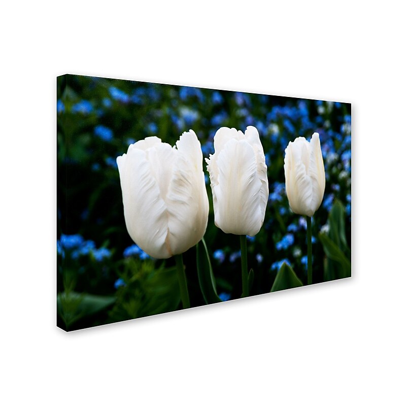 Trademark Kurt Shaffer "Three Parrot Tulips" Gallery-Wrapped Canvas Art, 16" x 24" image 1