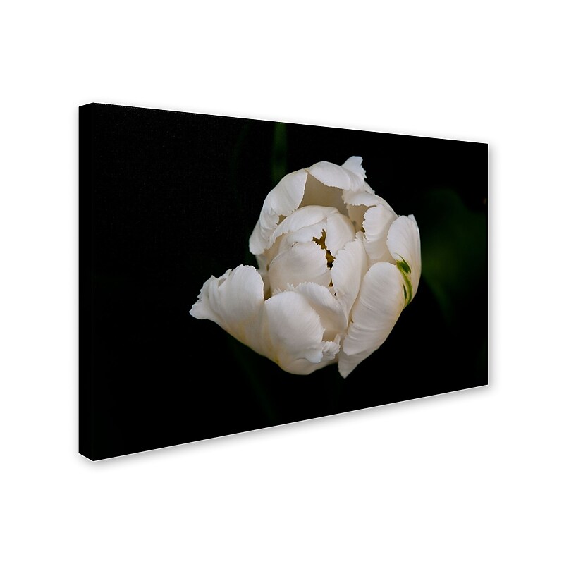 Trademark Kurt Shaffer "White Parrot Tulip" Gallery-Wrapped Canvas Art, 30" x 47" image 1