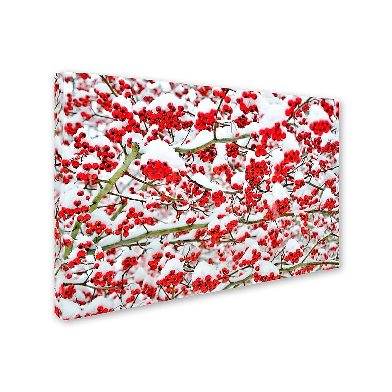 Trademark Kurt Shaffer "Winter Berries in the Snow" Gallery-Wrapped Canvas Art, 12" x 19" image 1