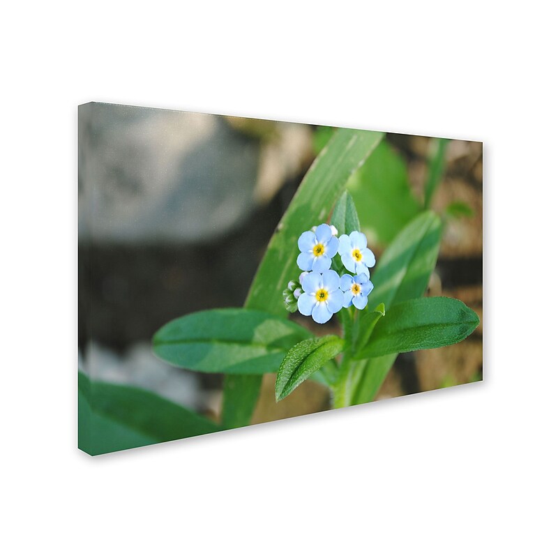Trademark Monica Fleet "Dignified Characteristic" Gallery-Wrapped Canvas Art, 12" x 19" image 1