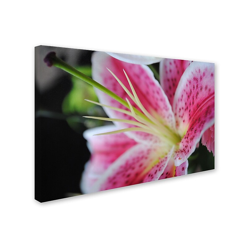 Trademark Monica Fleet "Pink Flower" Gallery-Wrapped Canvas Art, 30" x 47" image 1