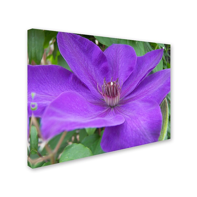 Trademark Monica Fleet "Purple Flower" Gallery-Wrapped Canvas Art, 35" x 47" image 1