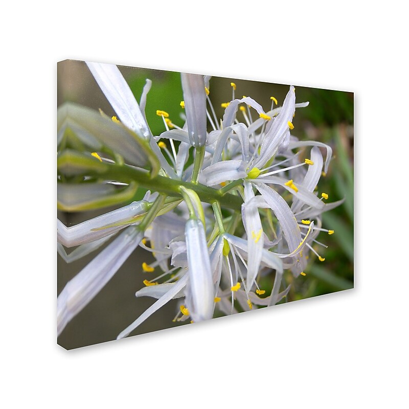 Trademark Monica Fleet "Bundle of Illusion" Gallery-Wrapped Canvas Art, 35" x 47" image 1