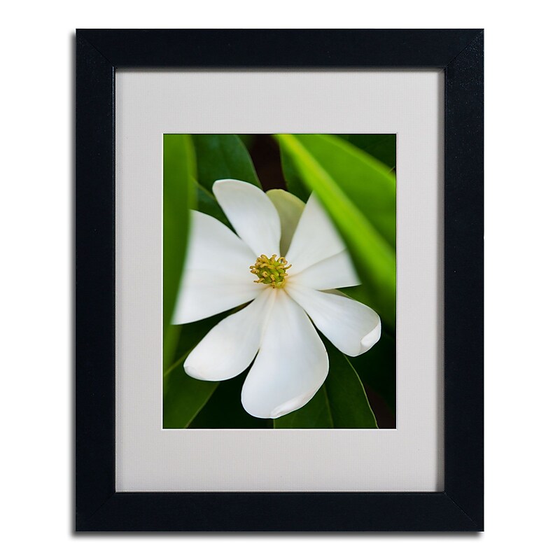 Trademark Kurt Shaffer "Magnolia" Art, White Matte W/Black Frame, 11" x 14" image 1