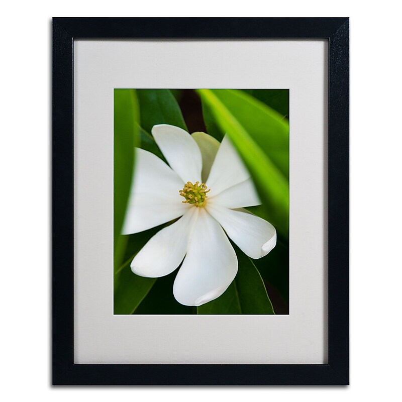 Trademark Kurt Shaffer "Magnolia" Art, White Matte W/Black Frame, 16" x 20" image 1