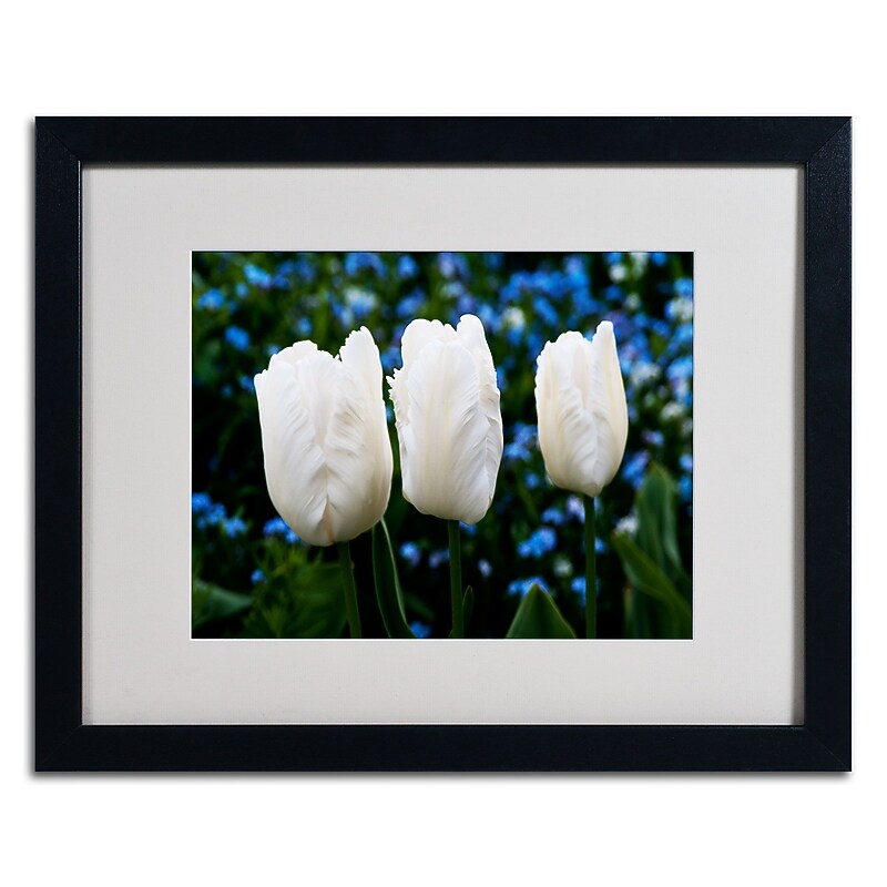 Trademark Kurt Shaffer "Three Parrot Tulips" Art, White Matte W/Black Frame, 16" x 20" image 1