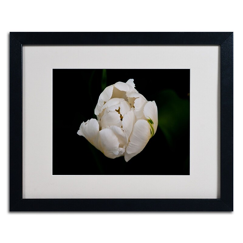 Trademark Kurt Shaffer "White Parrot Tulip" Art, White Matte W/Black Frame, 16" x 20" image 1